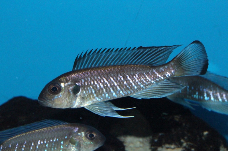 Triglachromis otostigma
